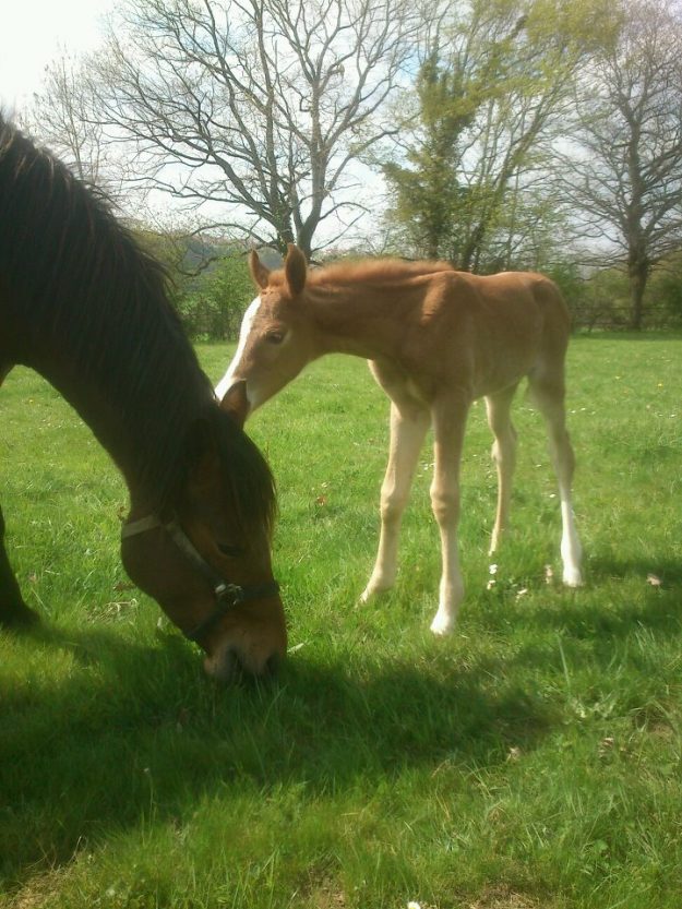 Paddock - Les Ecuries de Verduizants